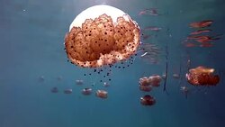 Slow motion of Jellyfish floating and swimming in Aegean sea in Greece Stock Footage
