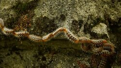 caterpillar Stock Footage