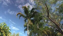 Palm trees and hut, Northern Territory, Australia. Editorial Use Only. Stock Footage