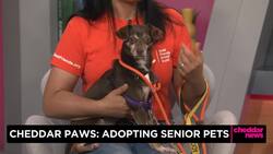 Cheddar Paws: Adopting Senior Pets News Clip