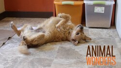 Training #1 - Law of Effect Instructional Video