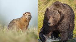 Surviving the Extreme: Life in the Arctic Tundra Instructional Video