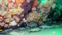 World Oceans Day Instructional Video