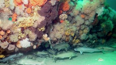World Oceans Day