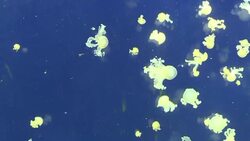 CLEAN : Jellyfish thrive in the man made disruption of the oceans News Clip