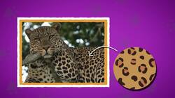 I WONDER - Do All Leopards Have Spots? Me Pregunto - Todos Los Leopardos Tienen Manchas? Instructional Video