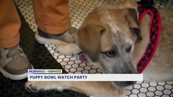 Puppy Bowl showcases Connecticut rescue dogs News Clip