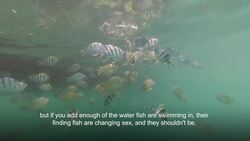 Plastic Free July News Clip