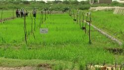 Climate Change Threatens Food Production in Senegal Instructional Video