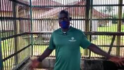 CLEAN : After life of trauma, Liberian lab chimps settle into retirement News Clip