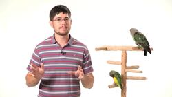 4 Best Parrot Training Tips Instructional Video
