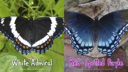 How two butterflies became one Instructional Video