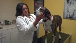 Toxic amounts of vitamin D spur dog food recall News Clip