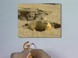 Animals, Birds & Fish: Animals A to Z Instructional Video