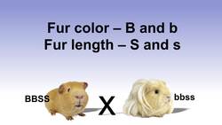 Punnett Square Example - Dihybrid Cross Instructional Video