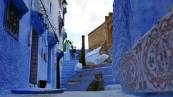 Wide Angle: Cat Sitting at Bottom of Stairs Stock Footage