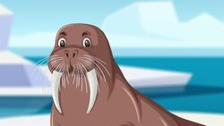 I WONDER - How Do Walruses Find Food? Me Pregunto - Cómo Encuentran Comida Las Morsas? Instructional Video