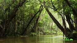 Electric Eels Bigger Than You Zap in PACKS Instructional Video