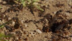 Ants: Earth's Tiny Environmental Engineers Instructional Video