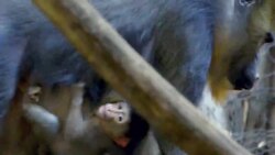 What Is a Mandrill? This Adorable Creature Was Born at the San Diego Zoo Instructional Video