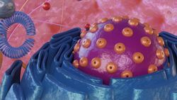 Explainer: A complete picture of how coronavirus infects and damages the human body Instructional Video