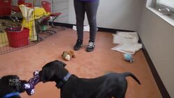 Winnipeg's Humane Society hosts 'puppy party' in hopes of finding 'furever' homes News Clip