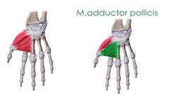 Thenarmuskulatur Instructional Video