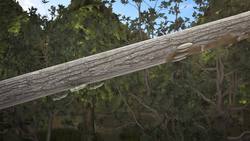 How some Brood X cicadas are infected with fungus Instructional Video