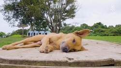 Lya Battle's mission of love at "Land of the Mutts" dog sanctuary Instructional Video