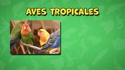 I WONDER - Why Are Some Amphibians So Brightly Coloured? Me Pregunto - Por Qué Algunos Anfibios Son Tan Brillantemente Coloreados? Instructional Video