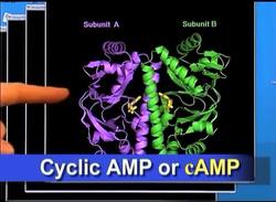 Tuberculosis Protein: Key to Understanding "Gene Switch" Instructional Video