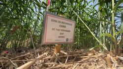 CLEAN : In south of France, invasive plants harvested for industrial uses News Clip