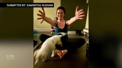 Downward dog gets new meaning at puppy yoga class in Iqaluit News Clip