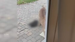 Cougar attack on pet shocks family Instructional Video