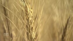 Canadian seed company finds way to honour veterans while naming new plants News Clip