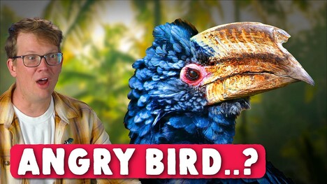 Why Do Hornbills Look So Mad?