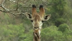 Close up of giraffe head with ox pecker on its neck. Stock Footage