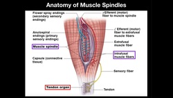 Anatomy & Physiology of Muscle Spindles Instructional Video