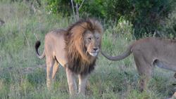 Outstanding encounters with lions in South Africa, Kenya and Namibia. Instructional Video