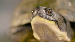 Discovering the Blanding's Turtle, A Hidden Gem of the Wetlands Instructional Video