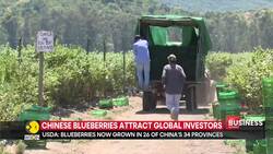 China overtakes US as world's top blueberry producer News Clip