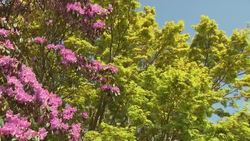 Flowers in botanic gardens on a sunny Good Friday News Clip