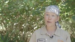 Agile Mountain Coatis Explore A Brand New Exhibit for the first time Instructional Video