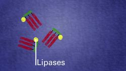 Biological Detergents Instructional Video