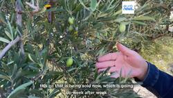 Spain hit hard by rising price of olive oil as climate change takes its toll on production News Clip