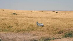 Portrait Of A Curious Zebra In The African Savannah Stock Footage