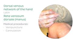 Main veins of the upper limb Instructional Video