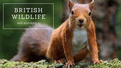 British Wildlife: Red Squirrels Instructional Video