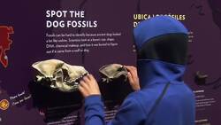 Experience what your dog sees, hears and smells News Clip