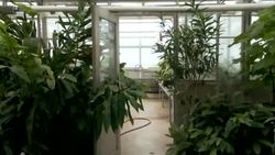 Secrets of Plant Genomes Revealed! - Cotton, Building a Better Plant Instructional Video